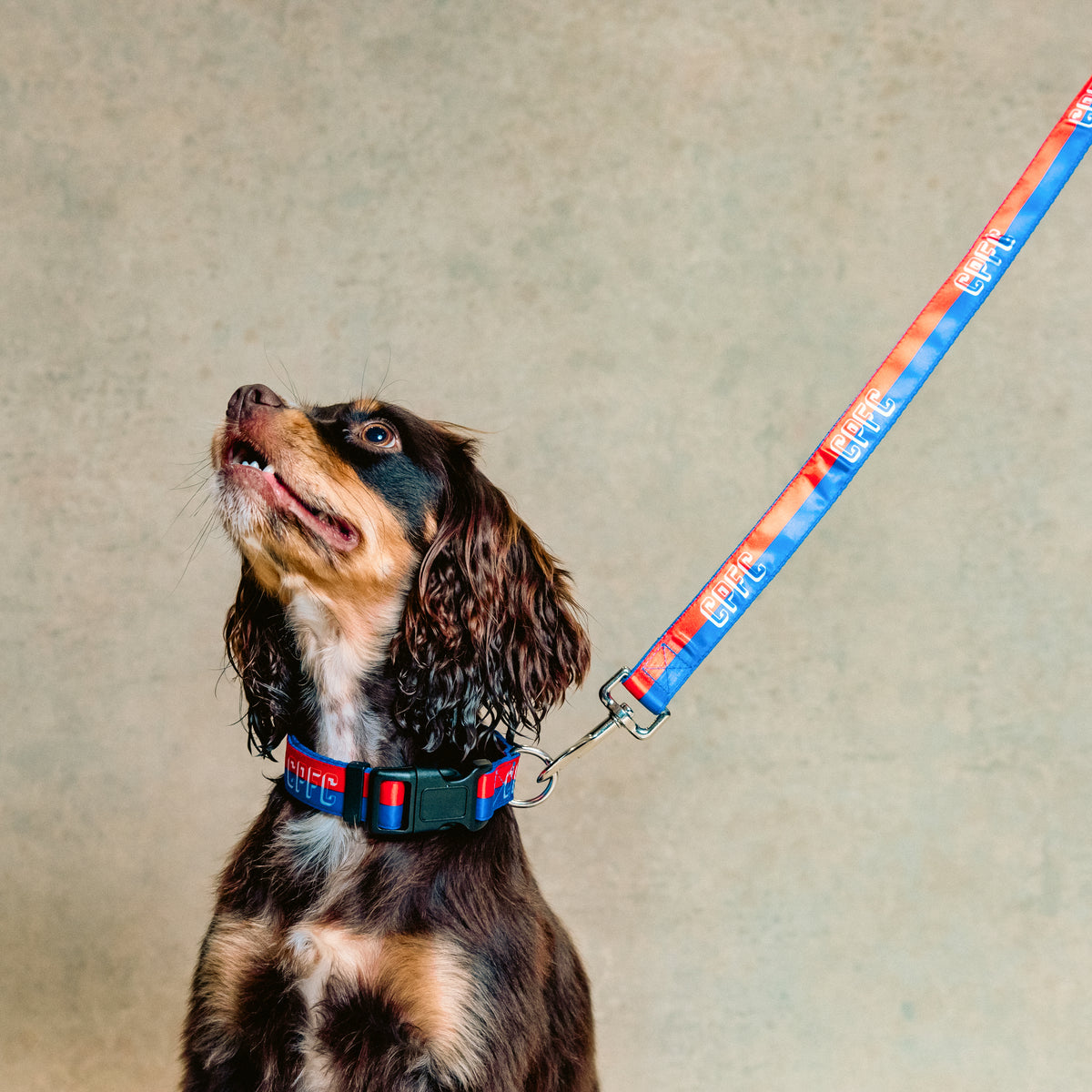 CPFC Dog Collar and Lead Set